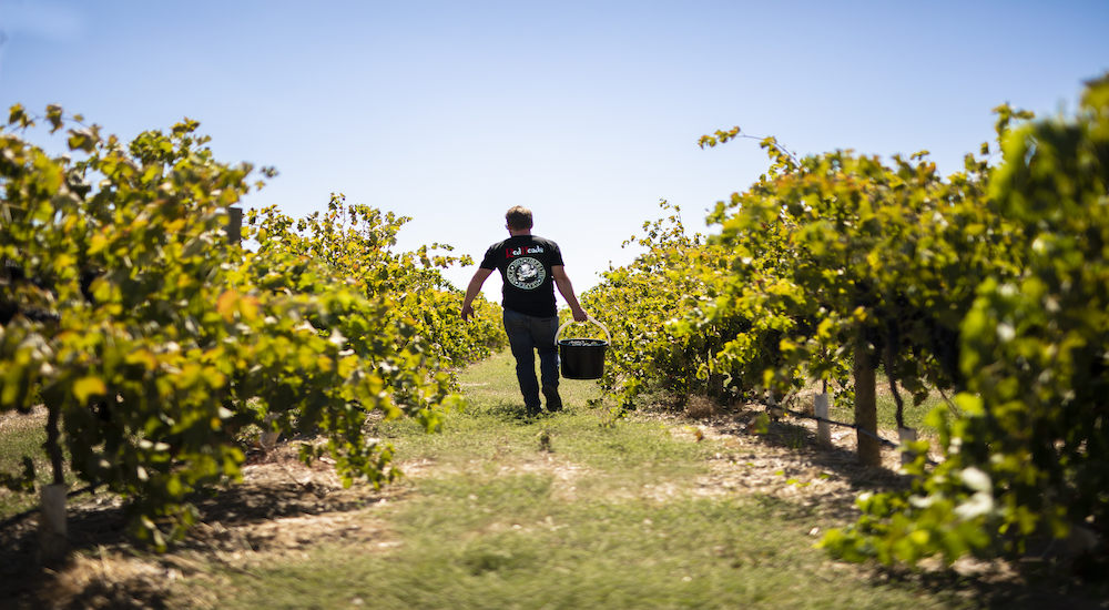 Picking in the vines